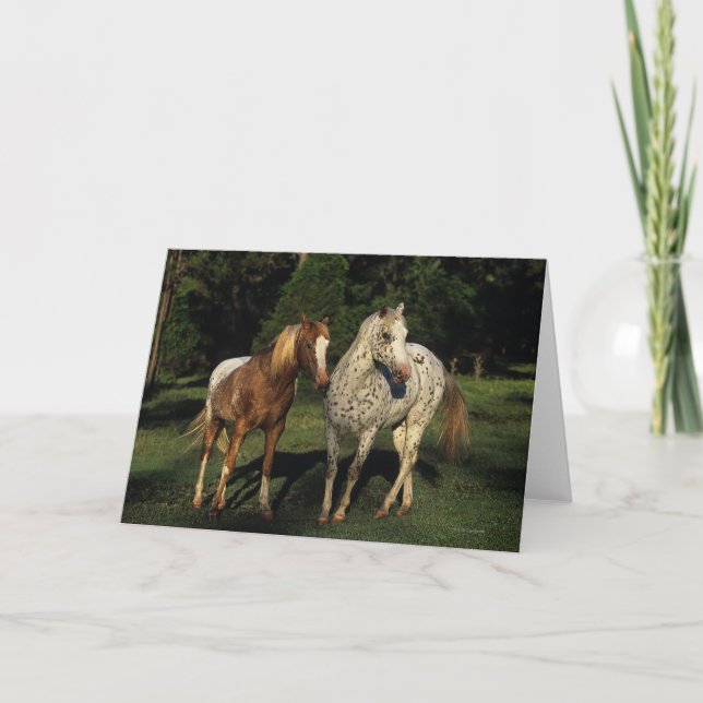 Appaloosa Horses Card (Front)