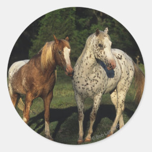 Appaloosa Horses Classic Round Sticker