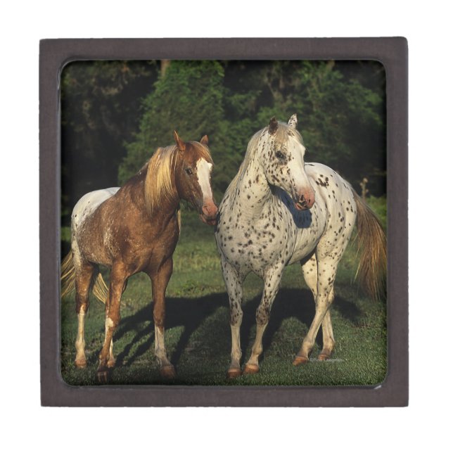 Appaloosa Horses Jewelry Box (Front)