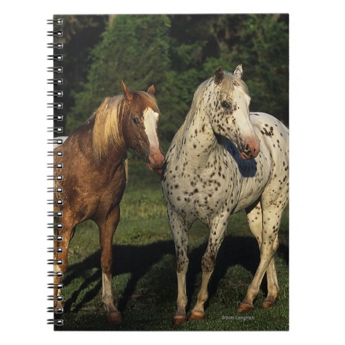 Appaloosa Horses Notebook