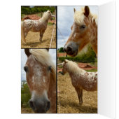 Appaloosa Horses Photo Collage Birthday (Inside (Left))