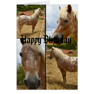 Appaloosa Horses Photo Collage Birthday Cards