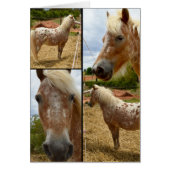 Appaloosa Horses Photo Collage Greeting (Front)