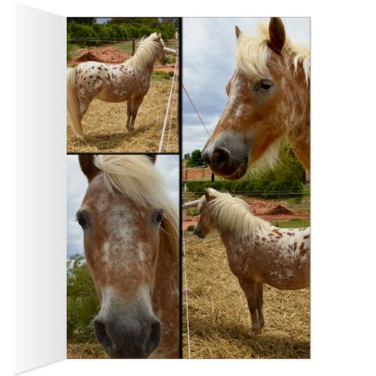 Appaloosa Horses Photo Collage Greeting (Inside (Right))