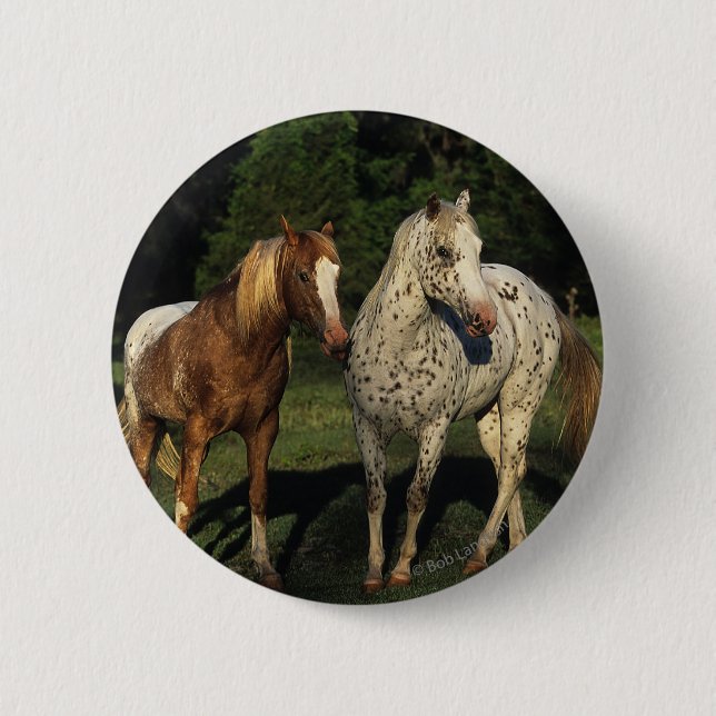 Appaloosa Horses Pinback Button (Front)