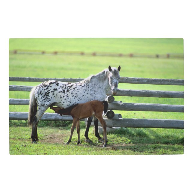 Appaloosa Mare and Colt Horse Metal Print (Front)