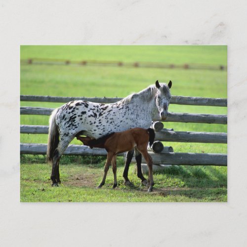 Appaloosa Mare and Colt Horse Postcard