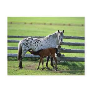 Appaloosa Mare and Colt Horse Postcard