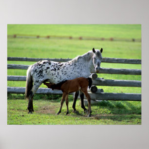 Appaloosa Mare and Colt Horse Poster