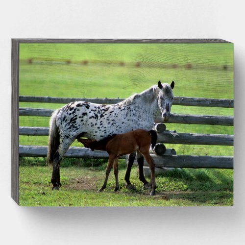 Appaloosa Mare and Colt Horse Wooden Box Sign