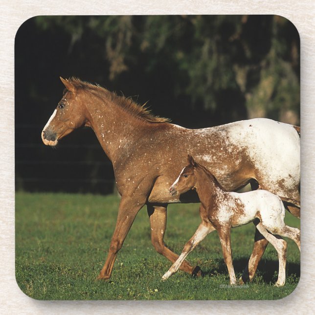 Appaloosa Mare And Foal Beverage Coaster (Front)