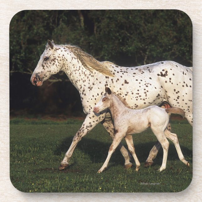 Appaloosa Mare And Foal in Field Drink Coaster (Front)