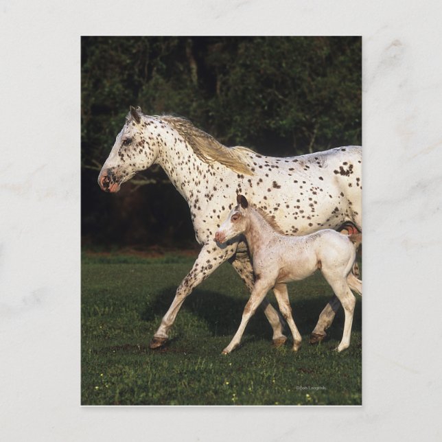 Appaloosa Mare And Foal in Field Postcard (Front)