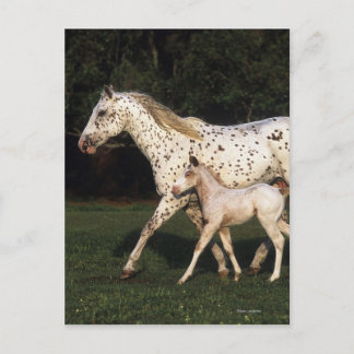 Appaloosa Mare And Foal in Field Postcard