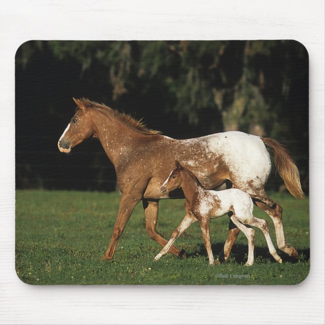 Appaloosa Mare And Foal Mouse Pad (Front)