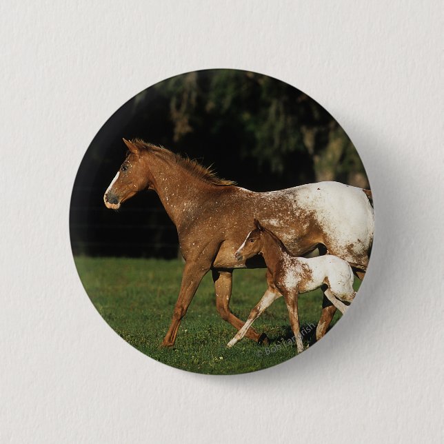 Appaloosa Mare And Foal Pinback Button (Front)