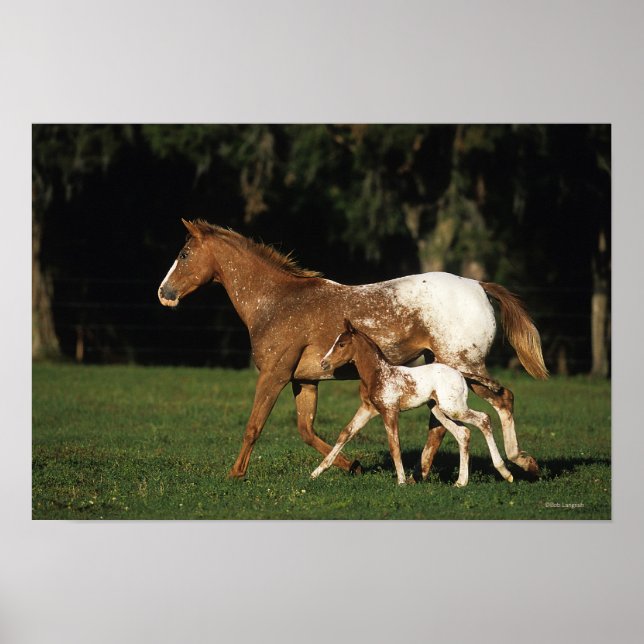 Appaloosa Mare And Foal Poster (Front)