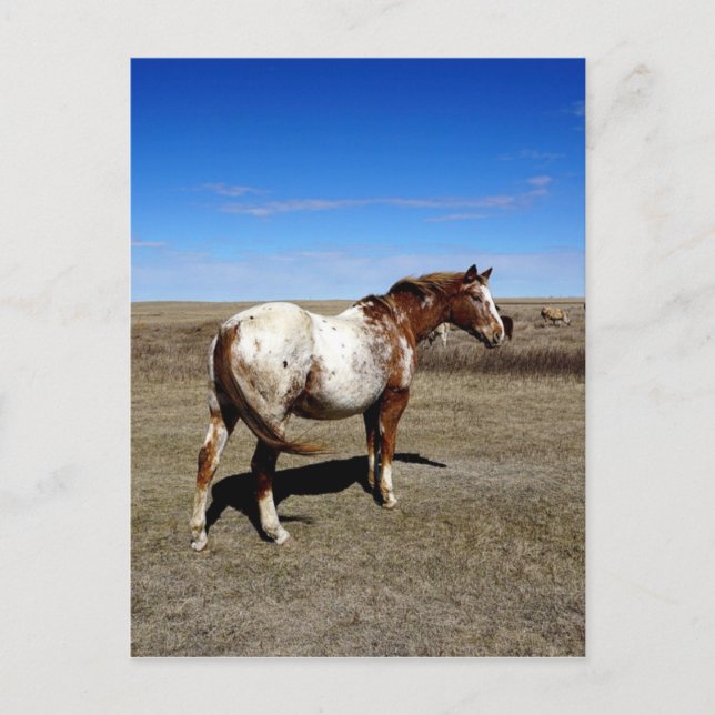 Appaloosa mare on the Canadian Prairie Postcard (Front)
