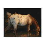 Appaloosa Postcard