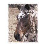 Appaloosa Stallions Postcard
