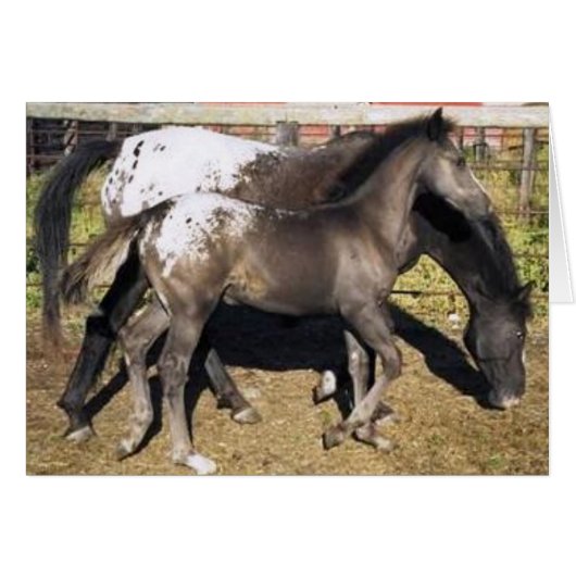 Appalosa mare & foal cards (Front Horizontal)