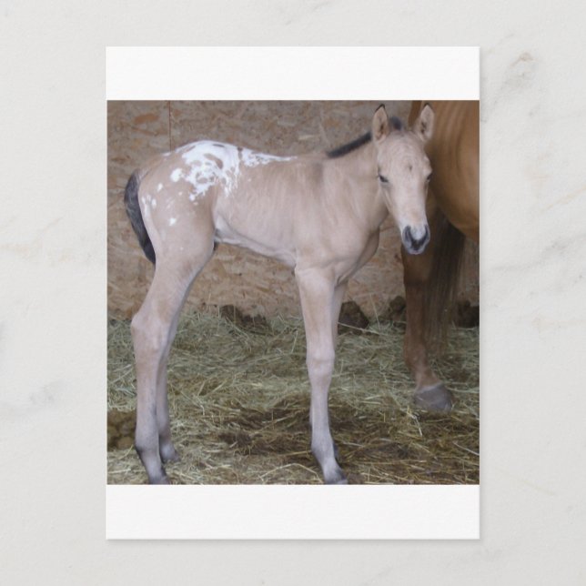 appbabe postcard (Front)