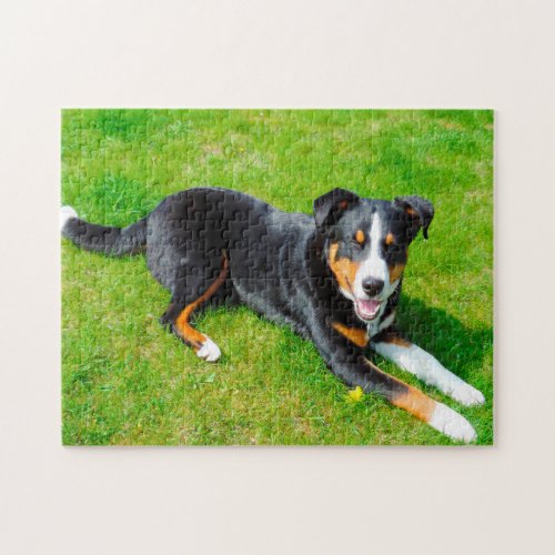 Appenzell Mountain Dogs Jigsaw Puzzle