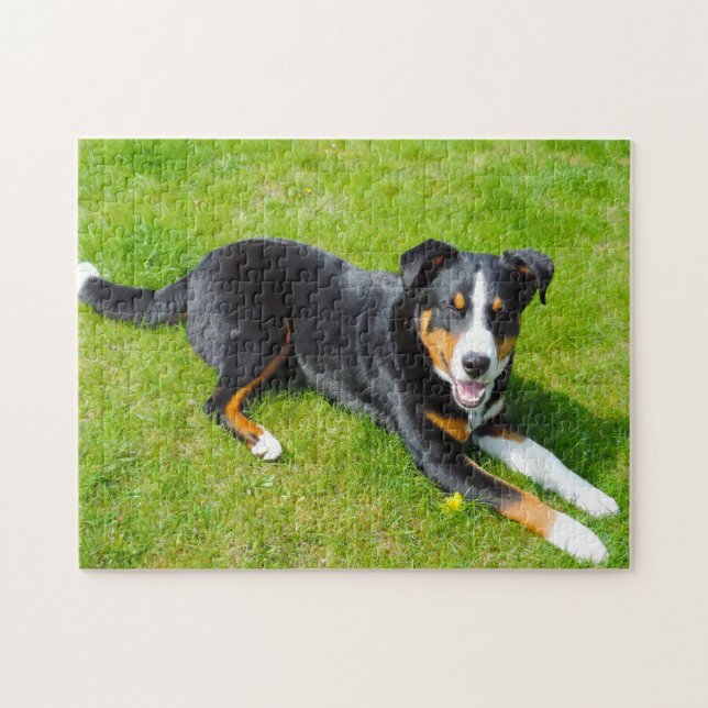 Appenzell Mountain Dogs. Jigsaw Puzzle (Horizontal)