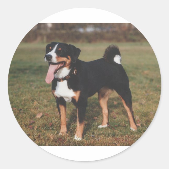 Appenzeller Sennenhund Dog Classic Round Sticker (Front)