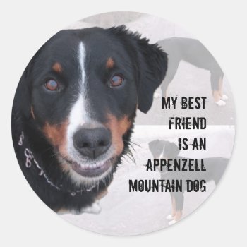 "appenzeller Sennenhund" Sticker by mein_irish_terrier at Zazzle