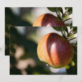 Apple (Front/Back)