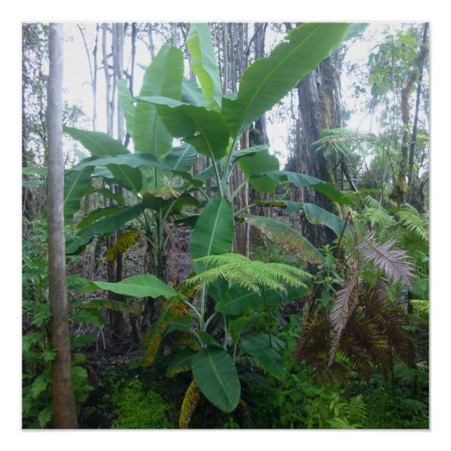 APPLE BANANA TREES BIG ISLAND HAWAII POSTER (Front)