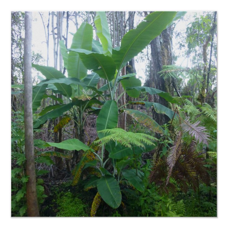 APPLE BANANA TREES BIG ISLAND HAWAII POSTER Zazzle