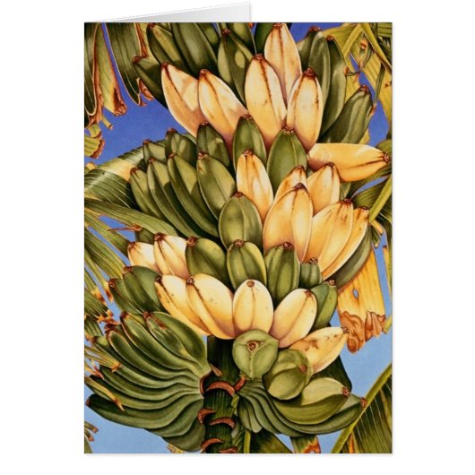 Apple Bananas Cards (Front)