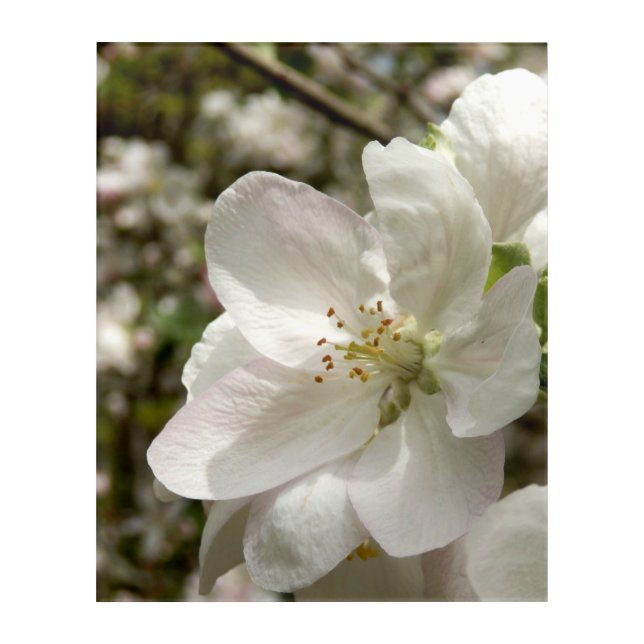 Apple Blossom Acrylic Wall Art (Front)
