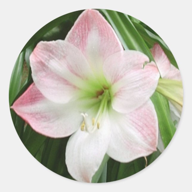 Apple Blossom Amaryllis Romantic Sticker (Front)