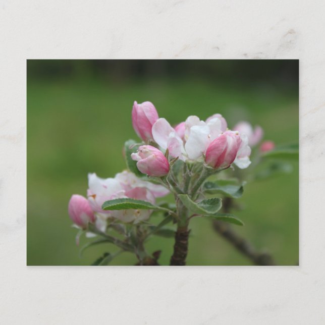 apple blossom and green leaves postcard (Front)