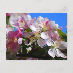 Apple Blossom and Honey Bee  Postcard