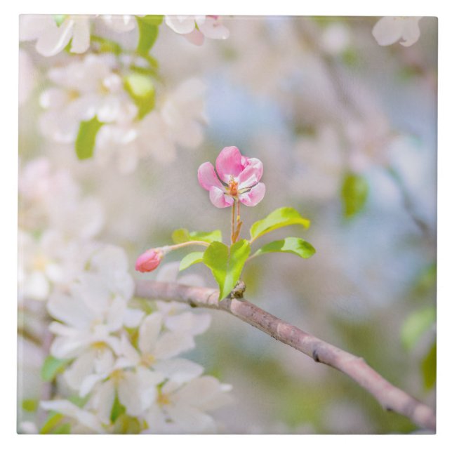 Apple blossom - Beauty Ceramic Tile (Front)