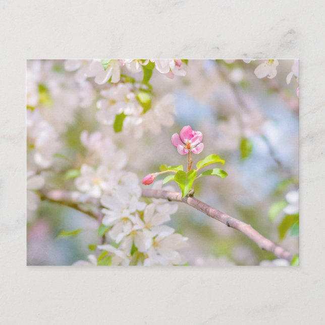 Apple blossom - Beauty Postcard (Front)