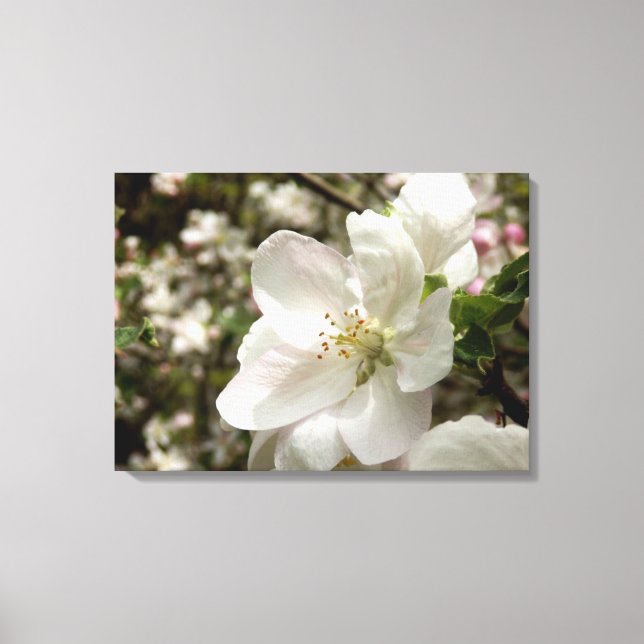 Apple Blossom Canvas Print (Front)