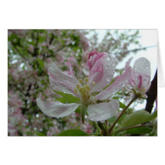 Apple Blossom Cards