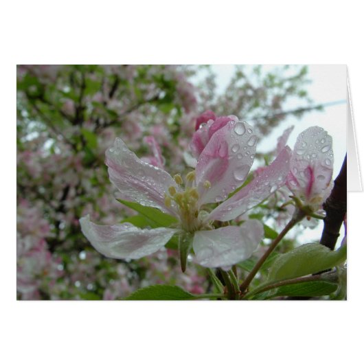 Apple Blossom Cards (Front Horizontal)