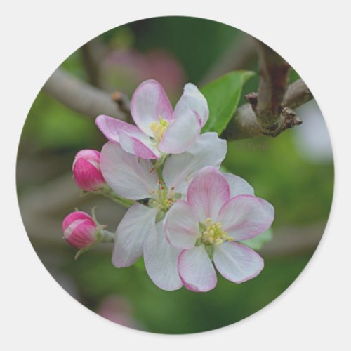 Apple Blossom Classic Round Sticker