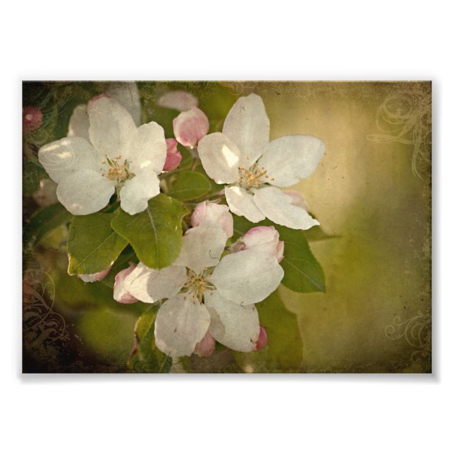 Apple Blossom Cluster Photo Print (Front)