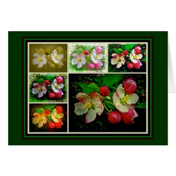 Apple Blossom Collage - Enhanced Digital Photo by CarolsCamera at Zazzle