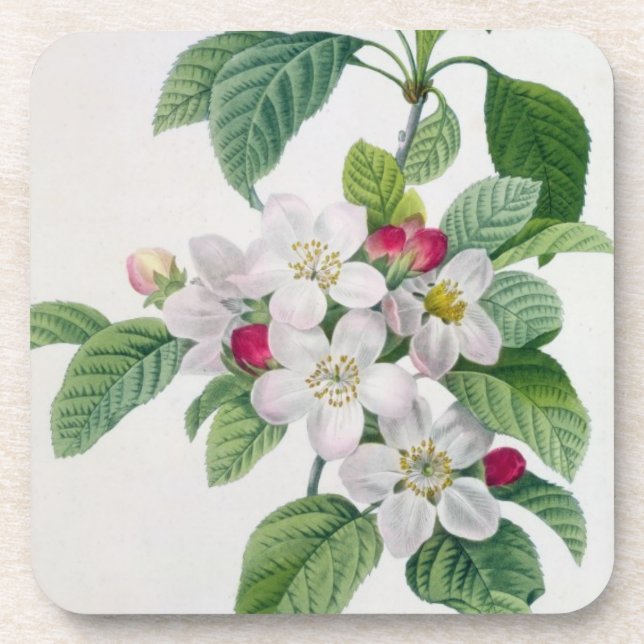 Apple Blossom, from 'Les Choix des Plus Belles Coaster (Front)