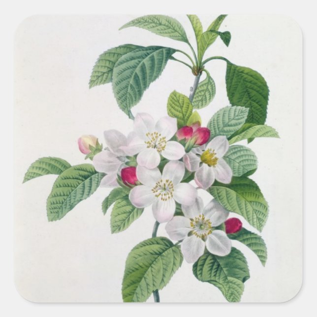 Apple Blossom, from 'Les Choix des Plus Belles Square Sticker (Front)