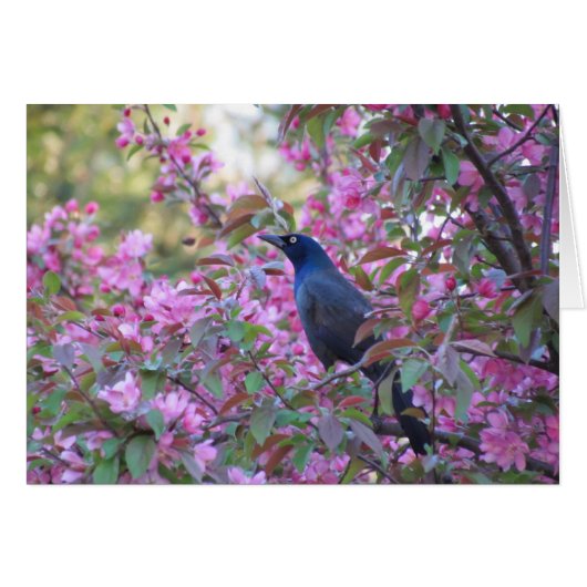 Apple Blossom Grackle Cards (Front Horizontal)
