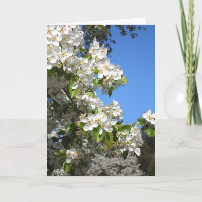 Apple Blossom Greeting Card (Front)